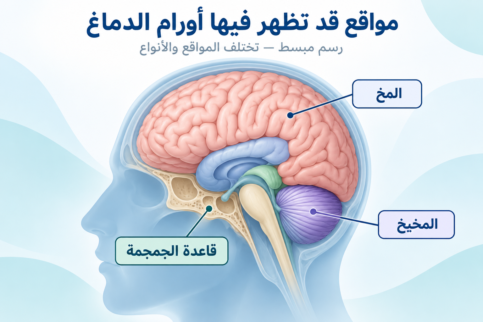مواقع أورام الدماغ في المخ والمخيخ وقاعدة الجمجمة